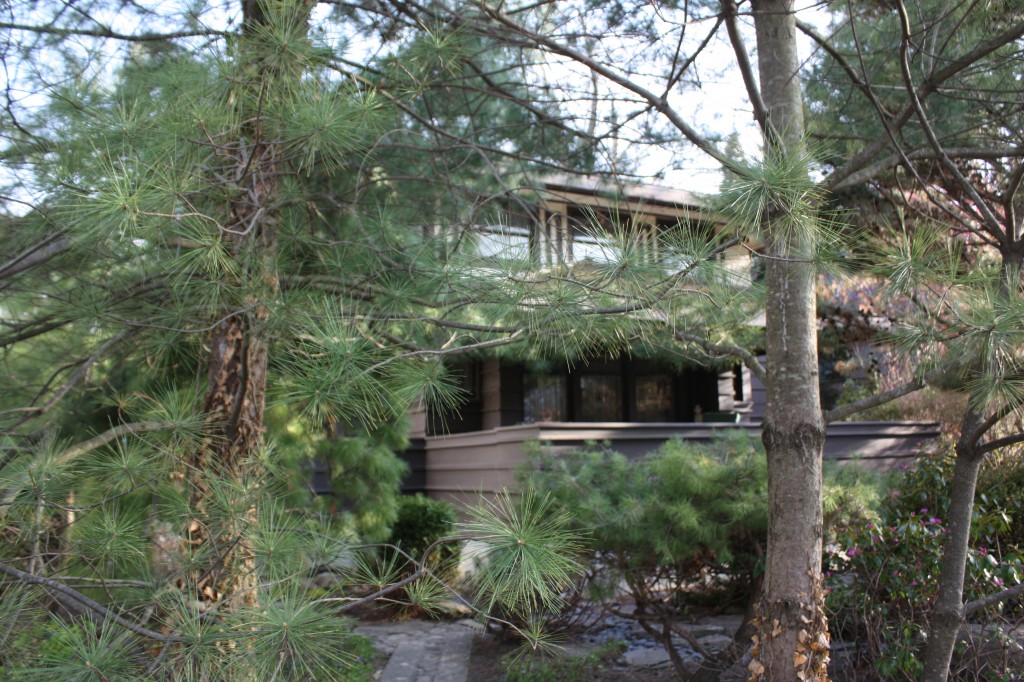 Through the pines lies the Brown House at 2420 Harrison in Evanston
