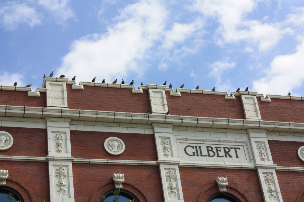 Pigeons Roosting on the Gilbert Building