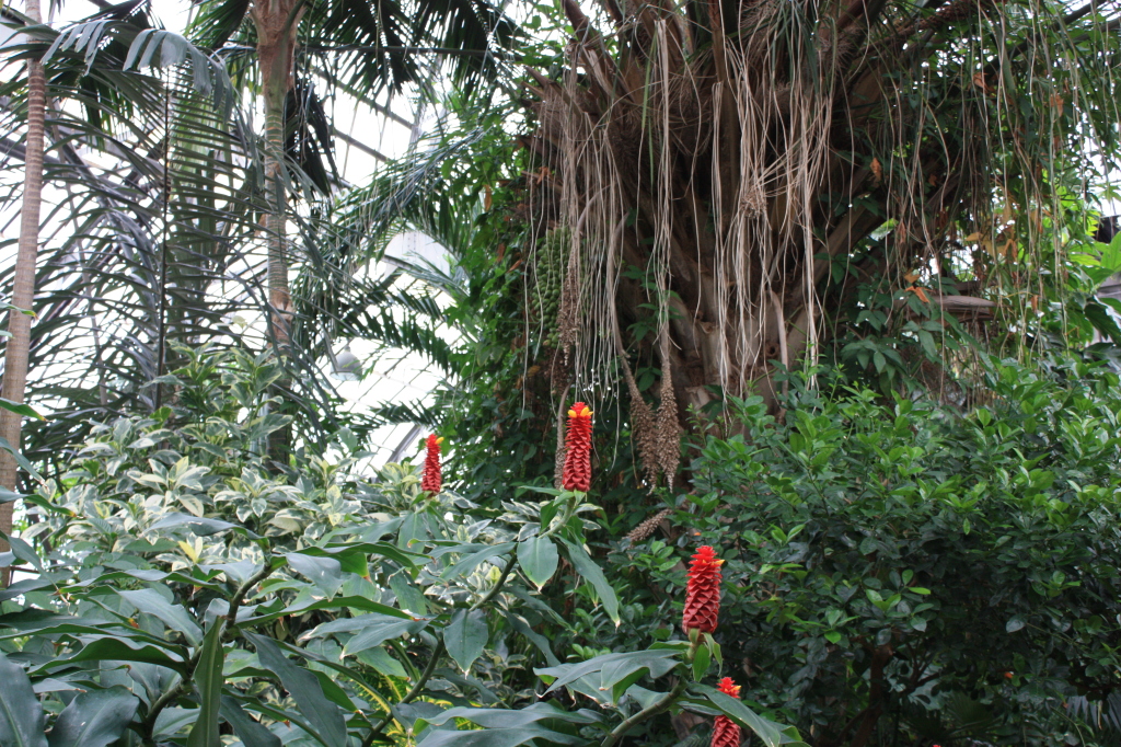 Interior Gardens at Lincoln Park Conservatory